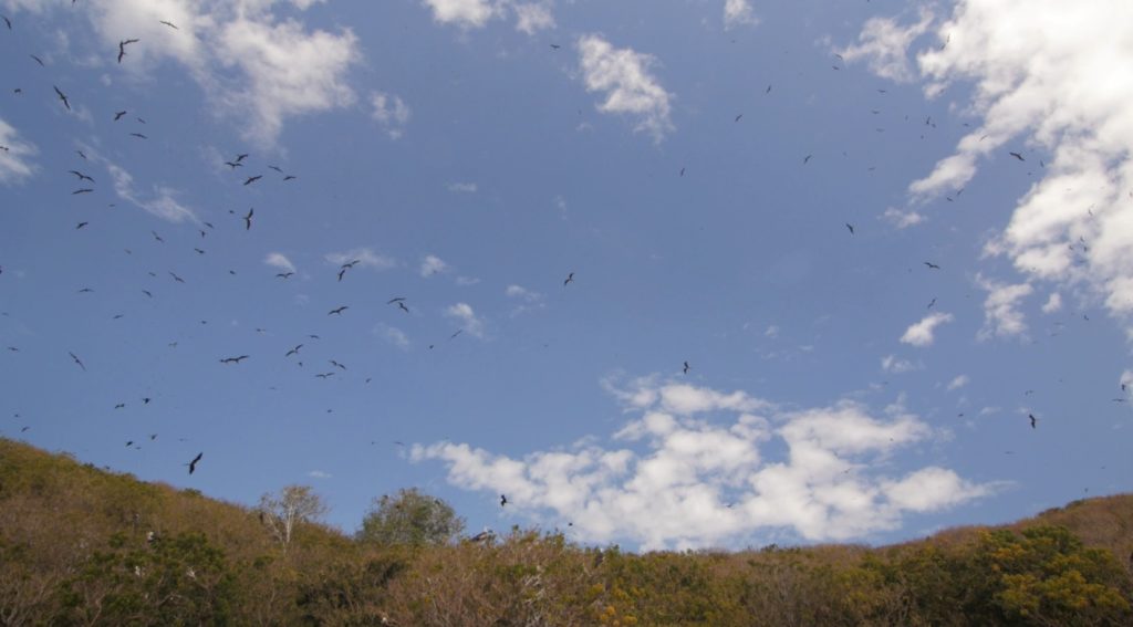 Thousands of Frigatebirds cruising the sky above Isla Isabel.
