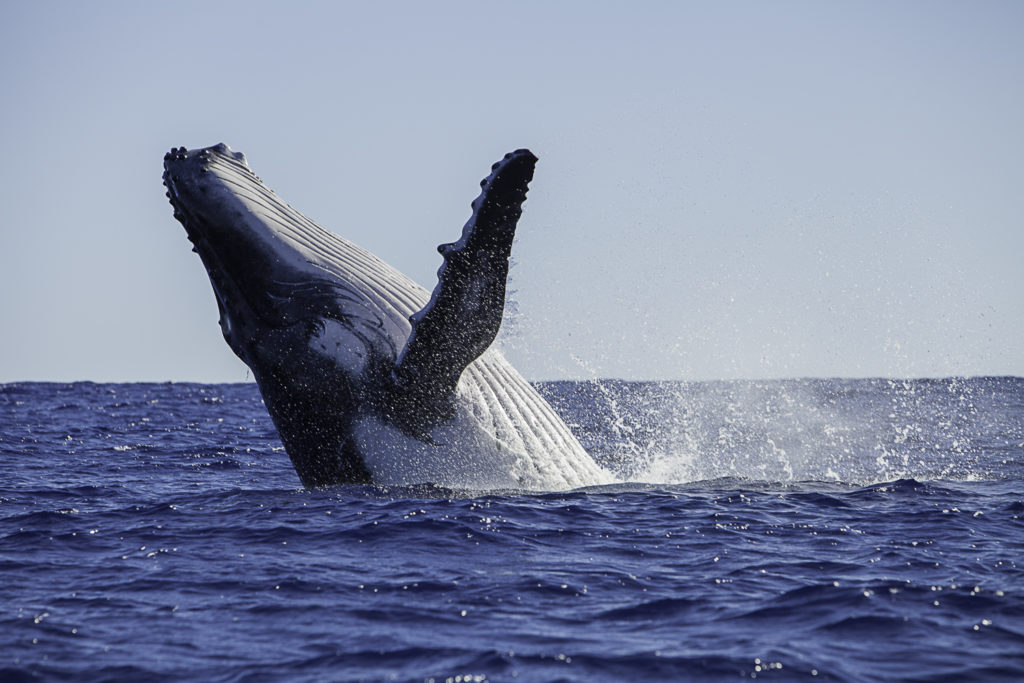 A humpback whale breaching. These events are incredbily difficult to document while sailing. Photo courtesy of Tim Calver