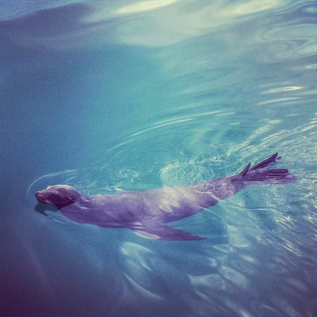 A curious visitor to the boat, a sea lion, which is a type of seal. We didn’t see another sailboat for almost 1,000 miles along the Pacific coast of Baja, and we were treated with curiosity from humans, ocean mammals, and birds.