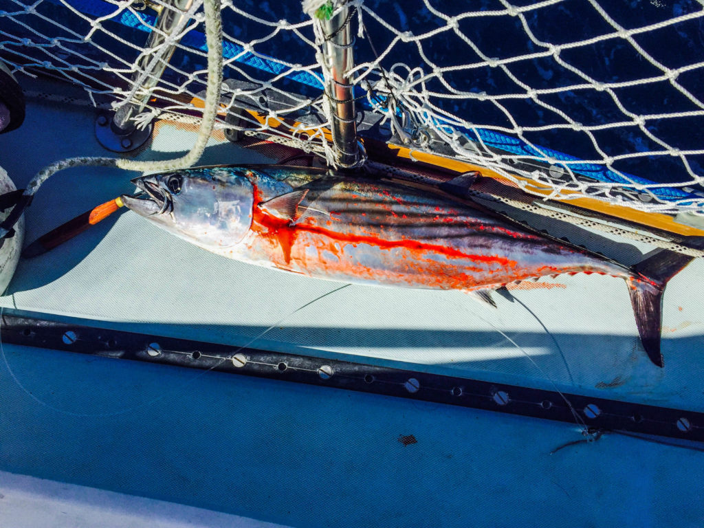 The beautiful bonito we caught at Cedros. Pulling a living creature from the sea can be hard for me, but I vastly prefer our one-on-one interaction to store-bought Styrofoam.