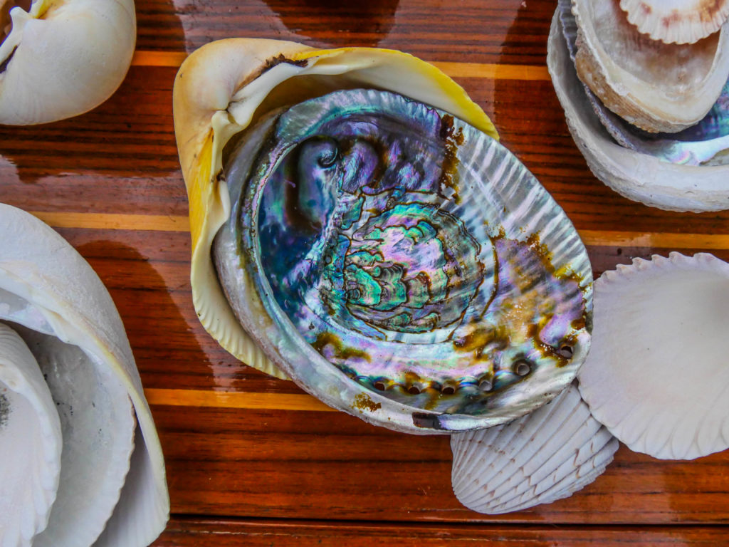 The magically iridescent interior of a red abalone, a species still harvested in Baja.