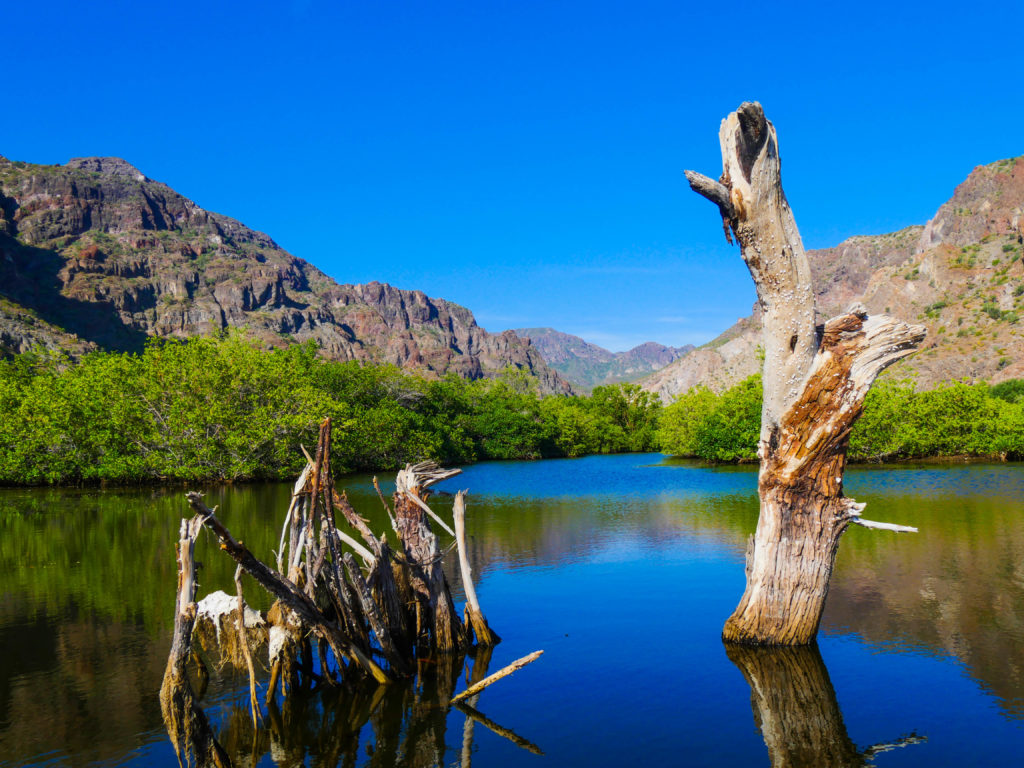 The mangroves tucked into the steep canyon at Nopolo.