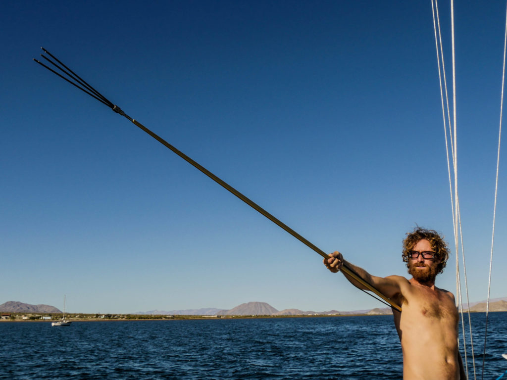 Josh demonstrates the use of a Hawaiana, or pole spear. The elastic at one end, runs the length of the spear inside the pole. The diver loads spear by wrapping the elastic around his wrist and choking down on the pole, which stretches the elastic inside. When he is within five feet or less of a fish, ideally only a couple of feet away, he releases the pole, which shoots the spear, with its three prong tip, at the prey. Fish are remarkably good as sensing the intention of a diver, so this method of spearfishing can be difficult, since the diver must be very close to capture his prey.