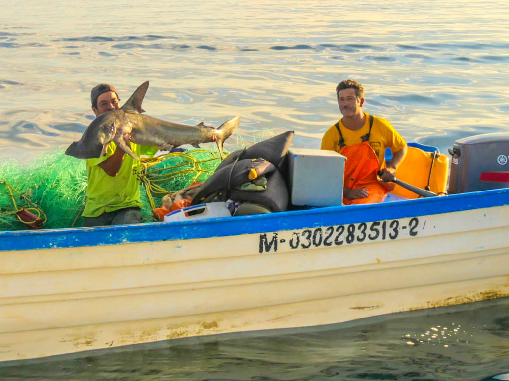 Early morning on the Sea of Cortez, many miles from shore: the fisherman and the Bonnethead.