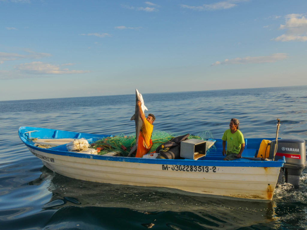 The fisherman raises the second shark high.