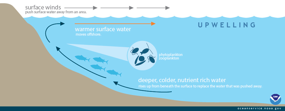 A NOAA graphic of upwelling.