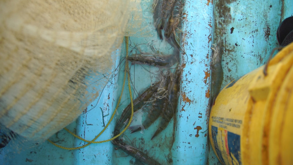 The shrimp on the floor of the panga. Photo from video by Jon Neely.