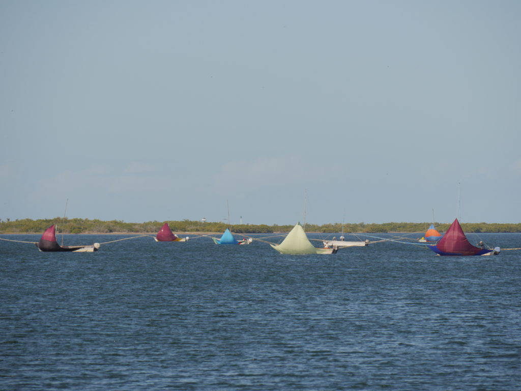 A fleet of sailing pangas.