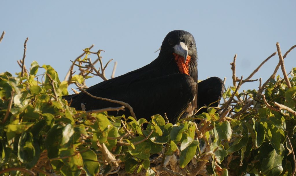 A male Frigatebird looks curiously back at the camera from his roost.