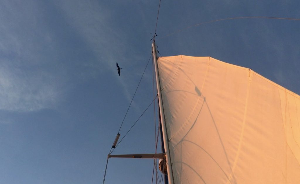 The prehistoric shape of the Frigatebird cruises overhead at sunrise, checking out the top of our mast.