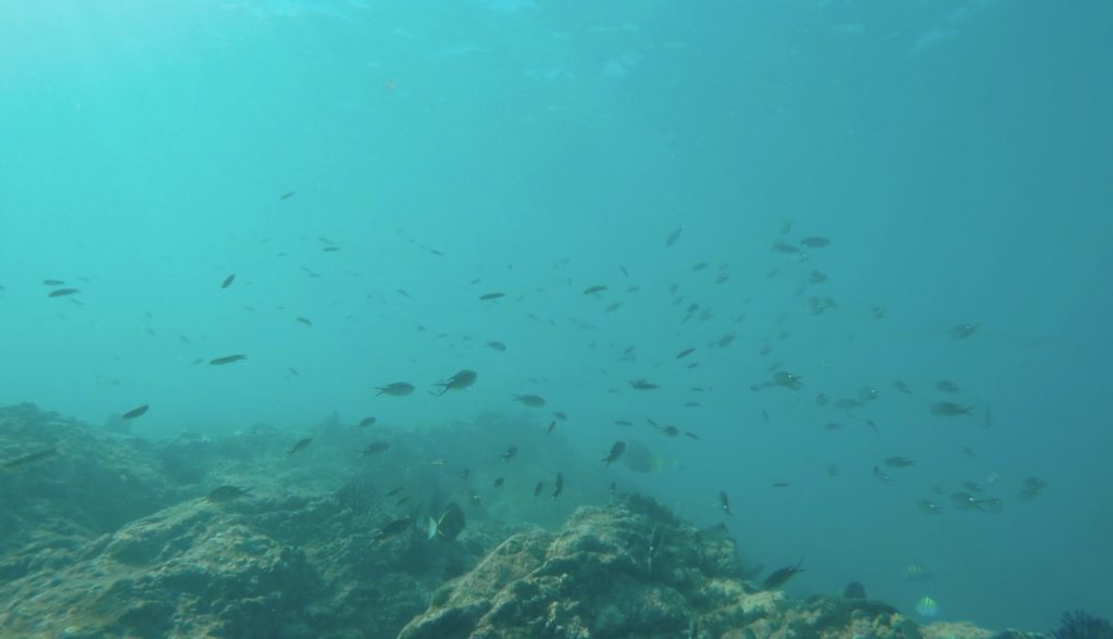 A view to the plethora of fish underwater at Isla Isabel (on a day with cloudier water.)