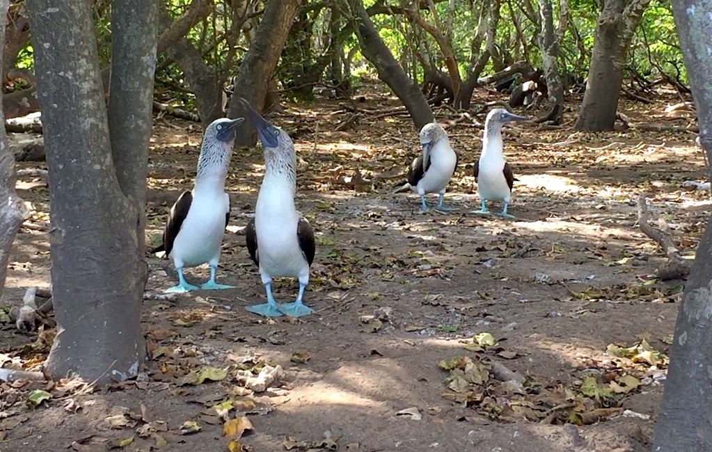 The charming pata azules, or Blue-footed Boobies, have also taken back the island with the Frigatebirds. Their lack of fear of humans meant that we could watch their intricate, purposeful, and slightly clumsy mating dances ashore. Over the ocean, they are the amphibious fighter pilots of the sea: they cruise low over the water before rising and diving in a vertical torpedo to feed below the surface.