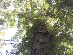 Part of the forest canopy in San Pancho, where much of the jungle remains intact.