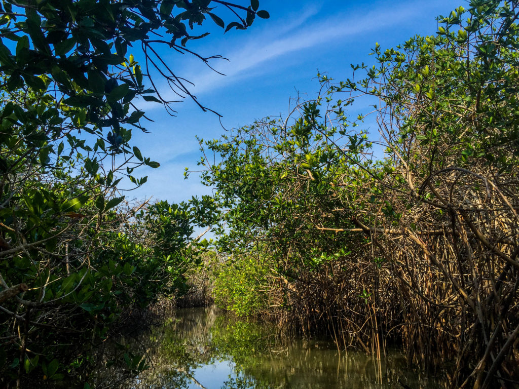 A healthy stand of mangroves, home to not only the next generation of fish but hundreds of species of breeding birds and a sanctuary for the endangered American crocodile.