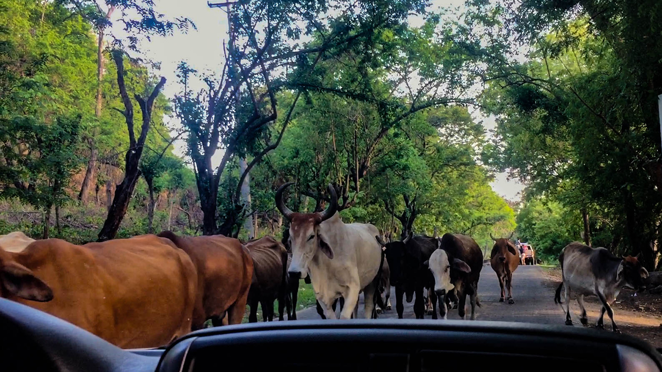 Skinny cattle, driven on horseback, make their way through a few trucks on the road in Aserradores.