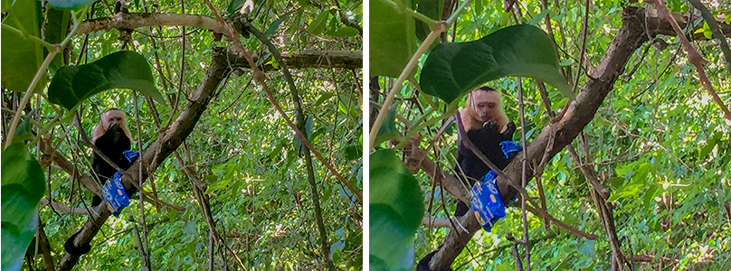 (Left) The thief eating its cookies high in the forest canopy. (Right) The capuchin looks at the cookie to see if any filling is left before dropping it to the forest floor.