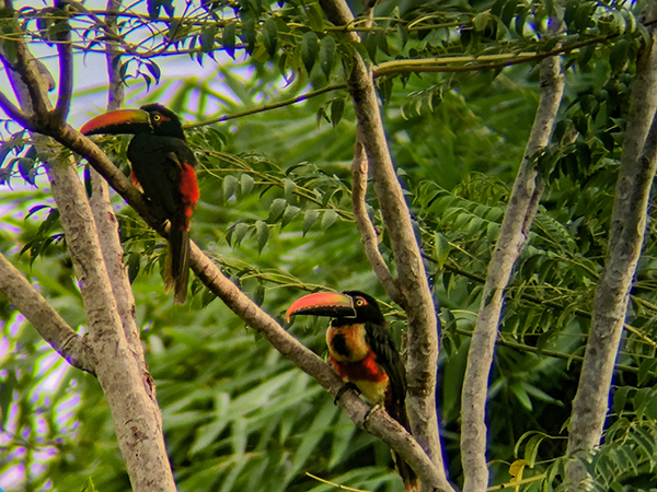 Costa Rica has returned a majority of its land to forests, which benefit birds like these Fiery-billed Aricaris.