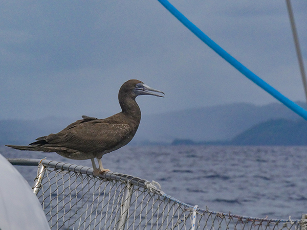 A Brown Booby catches a ride through the storms on our bow. 