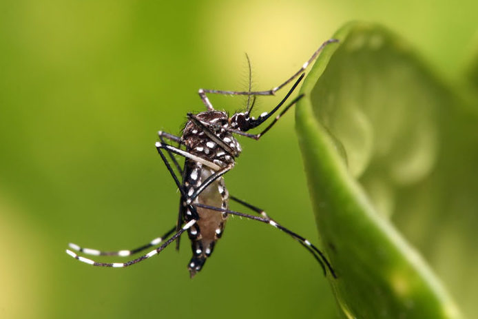 Hidden battles in the fight against Zika