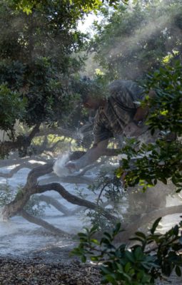 Mastic producers in Greece innovate as climate change threatens harvest
