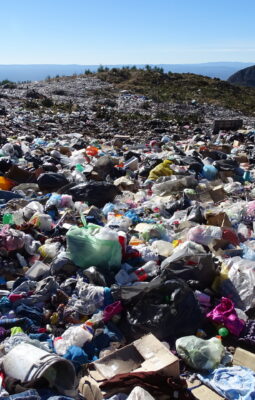 Poking around Morelia’s garbage